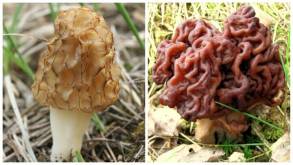 Пошли первые грибы: Минздрав предостерег беларусов от употребления сморчков и строчков