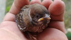 Почему не надо спасать «выпавших из гнезда» птенцов, рассказали специалисты гродненского зоопарка