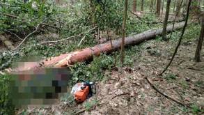 Под Свислочью мужчина валил лес в наушниках и не услышал, как на него падает дерево: погиб на месте