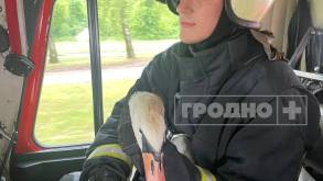 В Гродно лебедь врезался в троллейбусные провода над Новым мостом: спасатели доставили птицу ветеринарам зоопарка