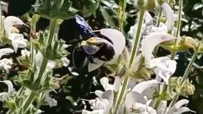 Эта пчела появилась на планете около 100 млн лет назад. Редкая разновидность пчелы-плотника добралась до Гродно