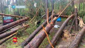 Трагедия под Зельвой: из-за непогоды дерево упало прямо на женщину, она погибла