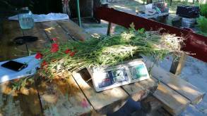 Более 3,4 тонны дикорастущего мака уничтожено за неделю в Гродненской области