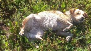 Рядом был мешок с дыркой: в Сморгони сотрудники МЧС спасли пса, которого, вероятно, хотели утопить