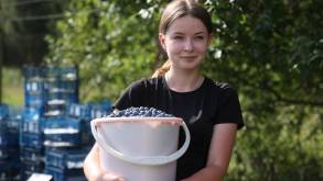 «В этом году ягода порадовала»: как в СПК под Гродно собирают урожай голубики
