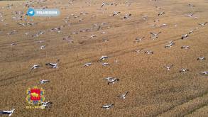 Фотофакт: полтысячи аистов слетелись на одно поле под Гродно