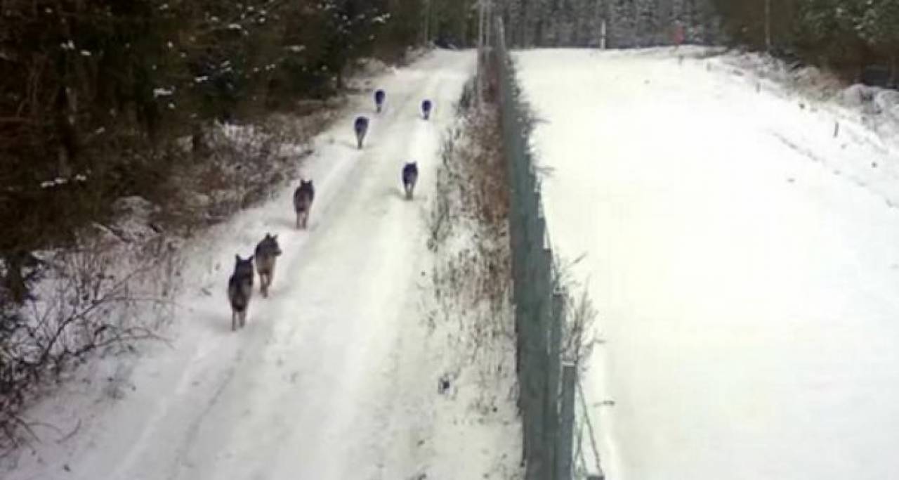 Литовско-белорусскую границу начали «патрулировать» волки