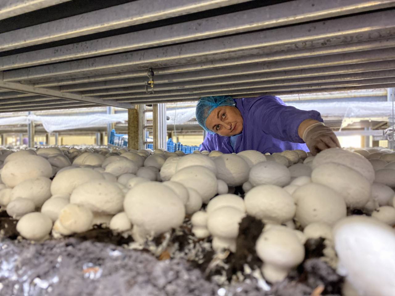 «Работа несложная, зарплата достойная!»: как работает фабрика шампиньонов в городе Щучин, и сколько платят грибоводам