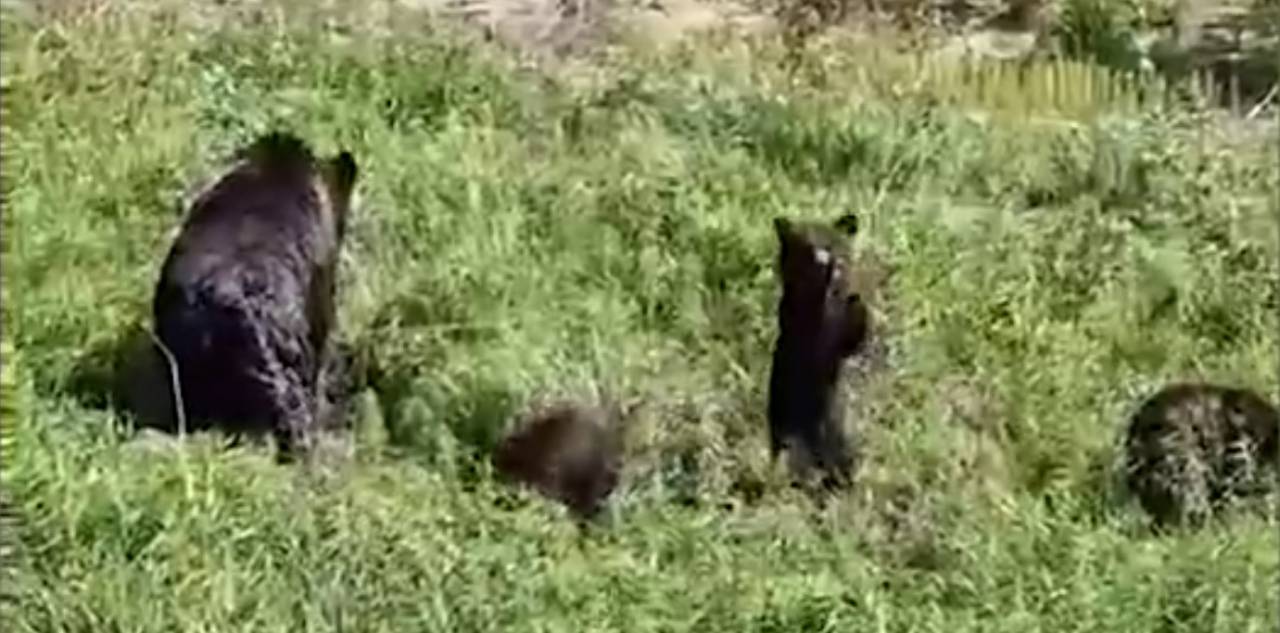 Под Новогрудком медведица и трое медвежат вышли к людям. Видео