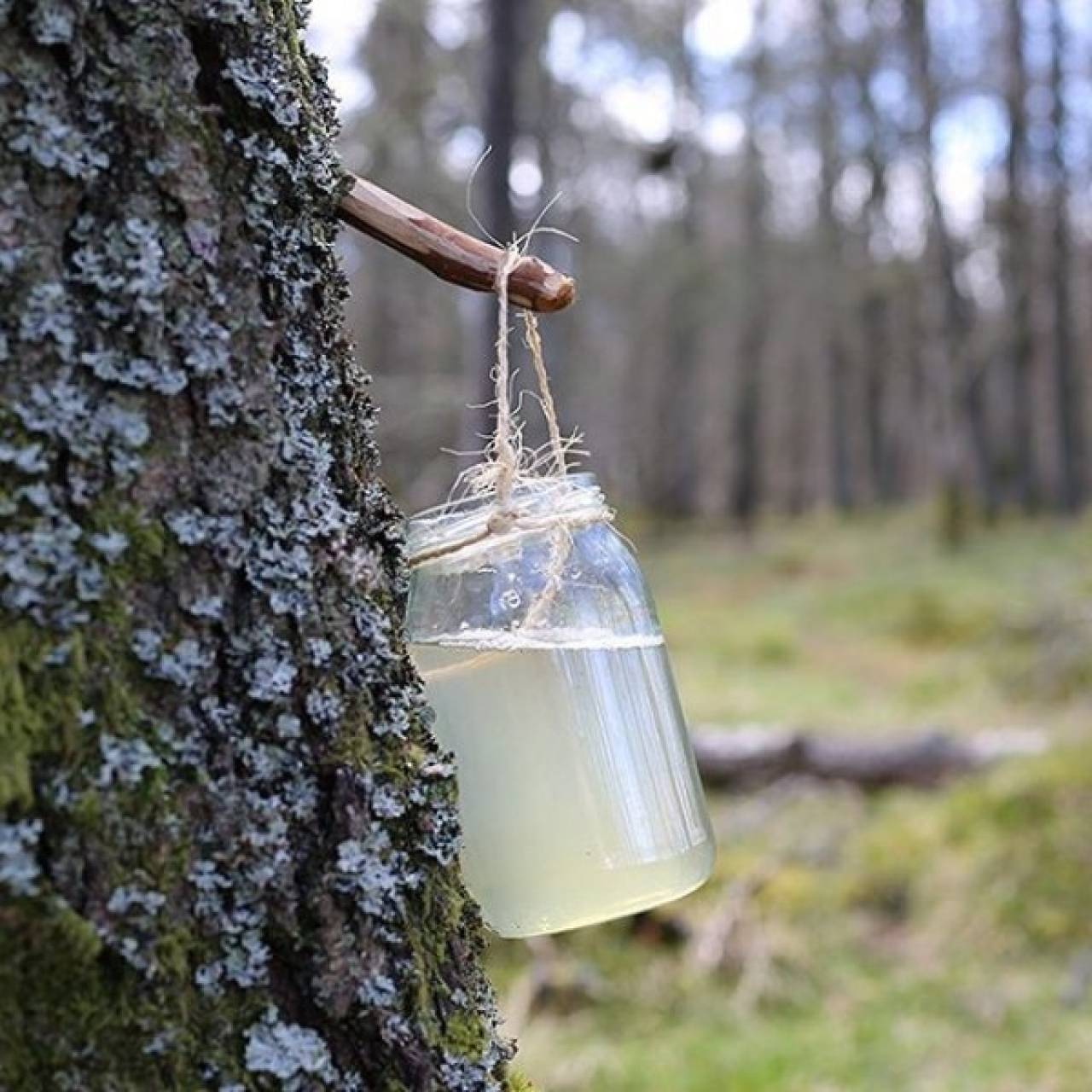 Природоохрана Гродненской области рассказала, как бесплатно набрать березового сока в лесу и не получить штраф