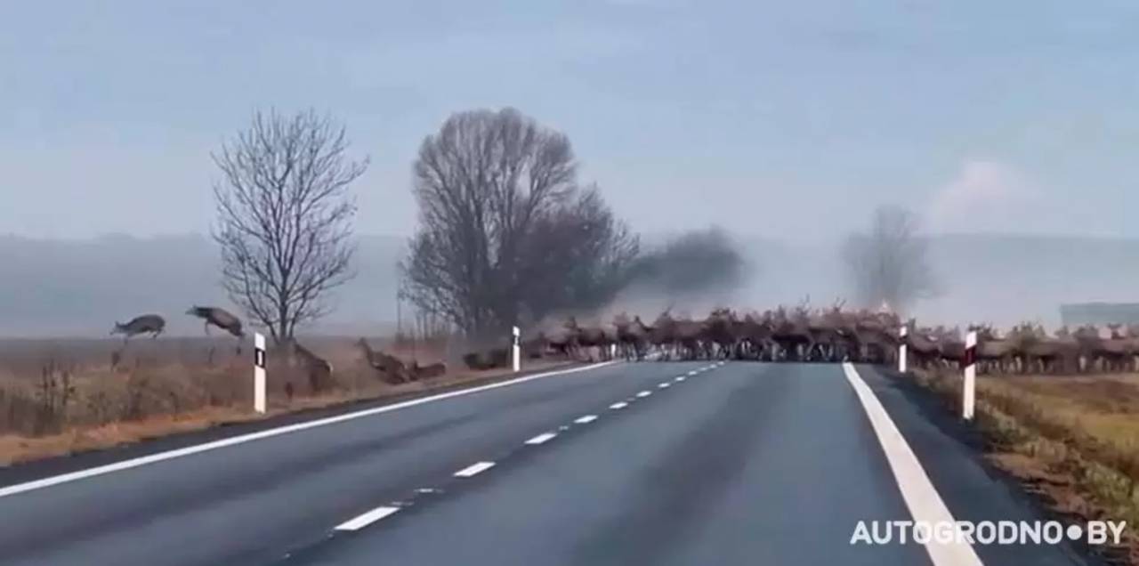 Под Гродно автомобилист снял на видео огромное стадо оленей, которое перебегало дорогу: вы такого еще не видели
