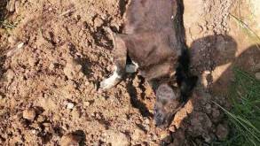В Гродно нашли собаку, живьём закопанную в земле