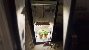 В Лиде сотрудники наркоконтроля прикрыли мини-лабораторию по выращиванию конопли в одной из квартир города