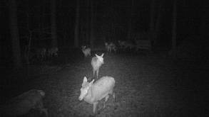 В Лиде ночной междусобойчик лесных животных попал в объектив фотоловушки