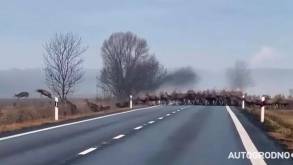Под Гродно автомобилист снял на видео огромное стадо оленей, которое перебегало дорогу: вы такого еще не видели