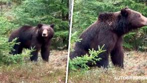 На трассе М6 между Ивье и Щучином на видео сняли настоящего медведя