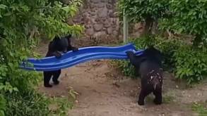 В Гродненском зоопарке от медвежат пришлось спасать новый вольер. Что там происходит?