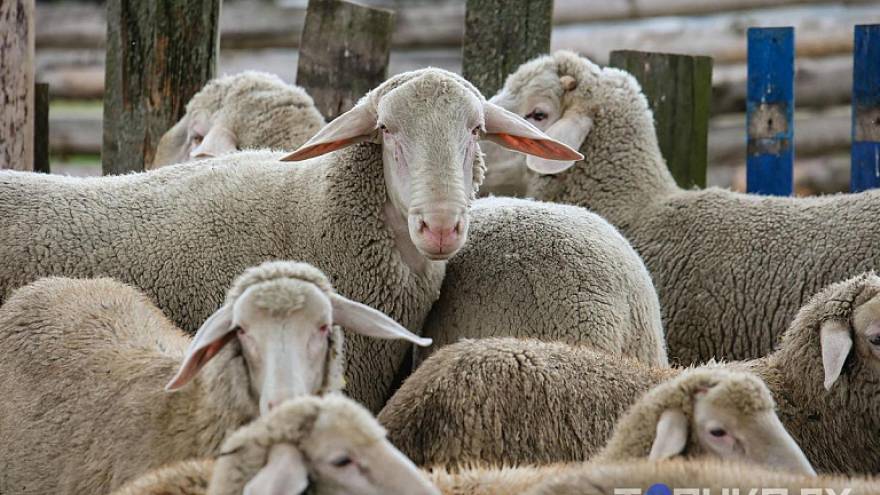 Овчинка стоит выделки: как фермер из Ивья кормит минчан отборным мясом